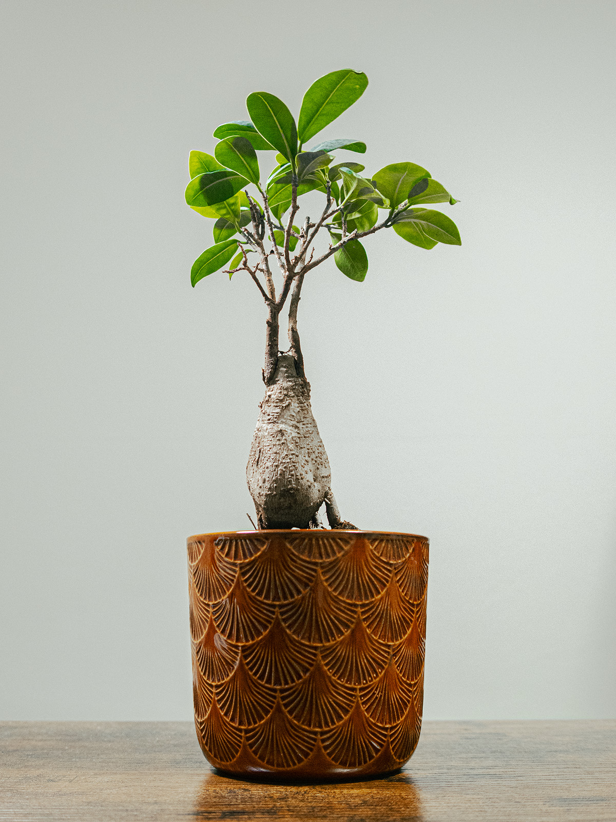 Ginseng ficus bonsai with green leaves in a patterned brown pot.
