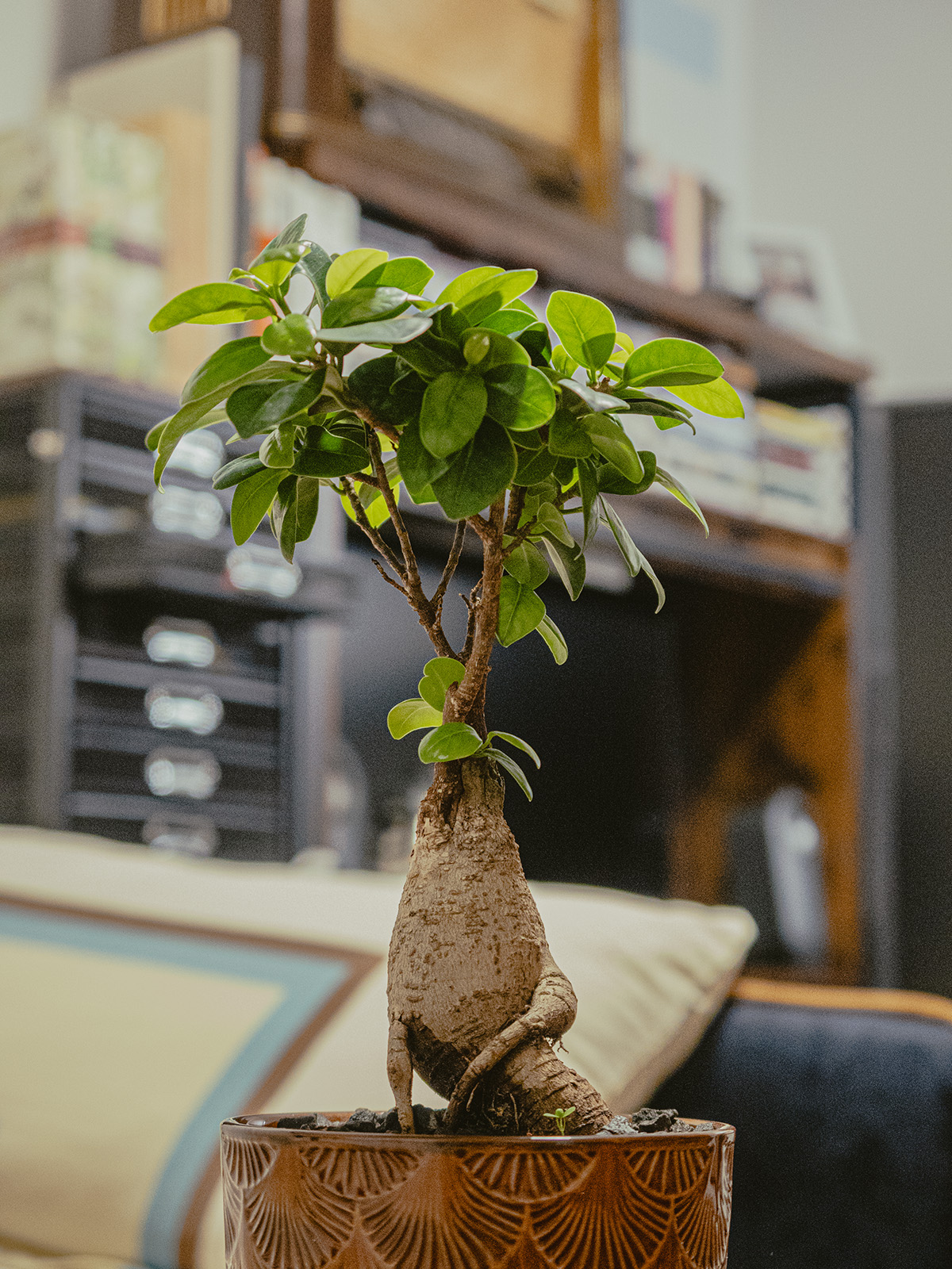 Ginseng ficus bonsai with green leaves in a patterned brown pot.