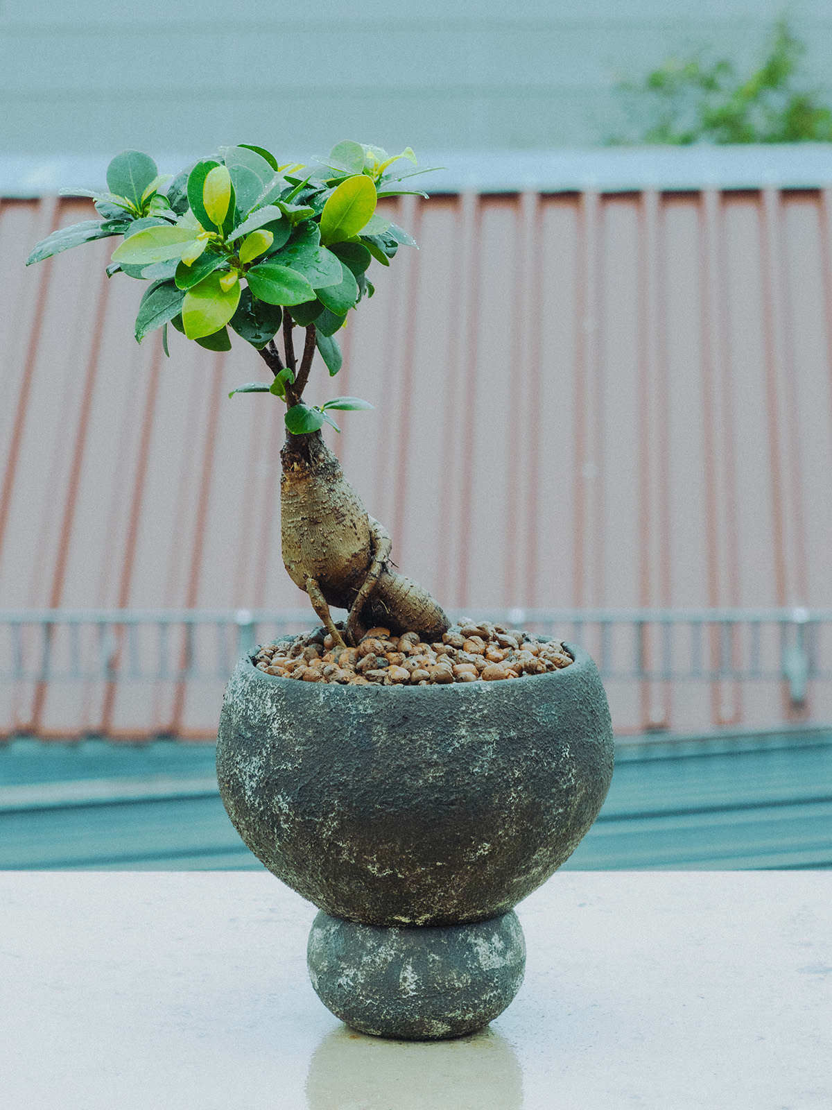 Ficus ginseng bonsai in a stoneware pot with a tiny saucer sitting outdoors in rainy weather.
